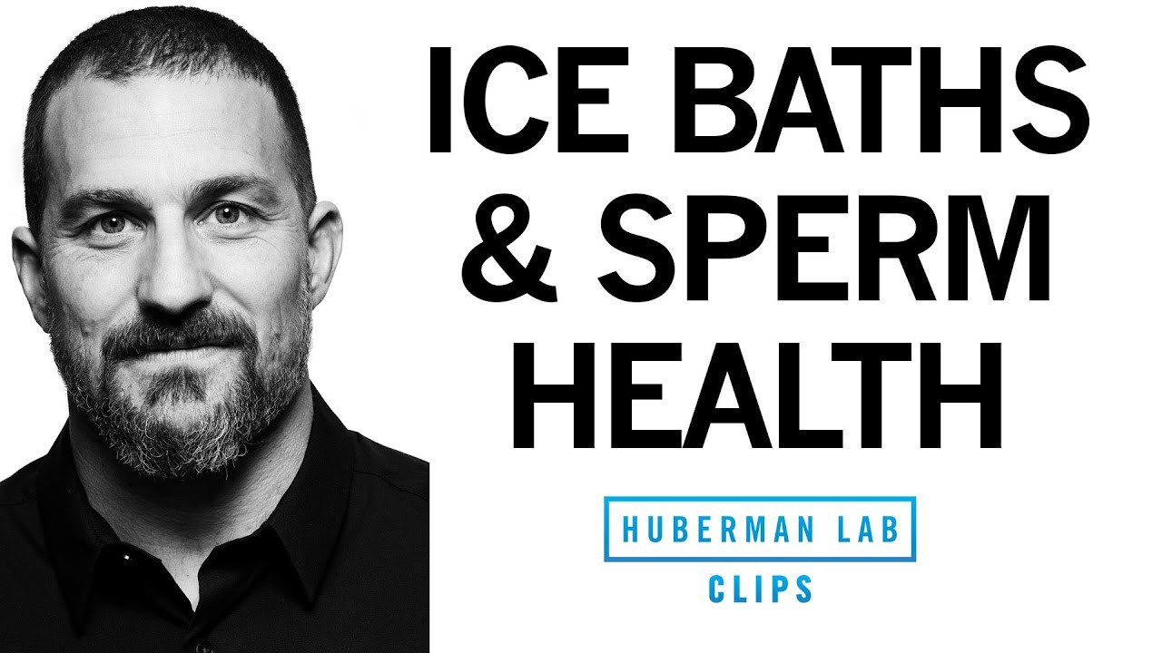Do Ice Baths Improve Sperm Health & Fertility? | Dr. Andrew Huberman