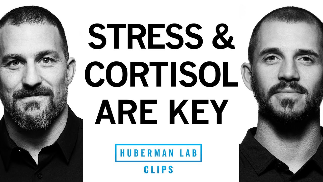 Fitness Improvement Requires Stress & Cortisol | Dr. Andy Galpin & Dr. Andrew Huberman