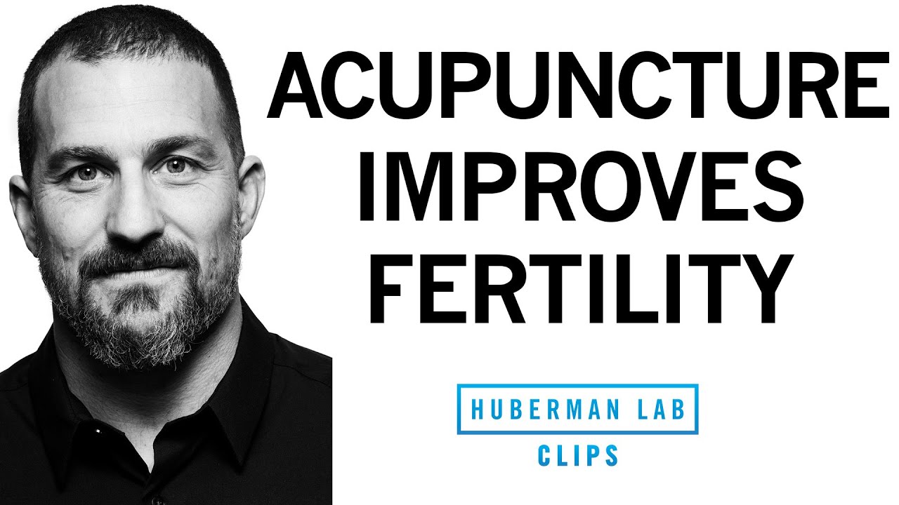 How Acupuncture Improves Fertility & Hormone Health | Dr. Andrew Huberman